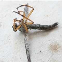 Cerdistus sp. (genus) at Belconnen, ACT - 20 Nov 2024