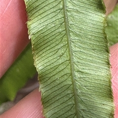 Blechnum wattsii (Hard Water Fern) at Twelve Mile Peg, NSW - 27 Nov 2024 by lbradley