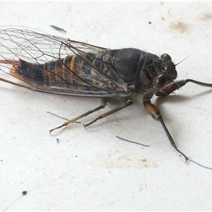 Yoyetta robertsonae (Clicking Ambertail) at Belconnen, ACT by JohnGiacon