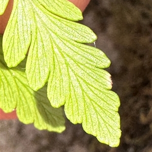 Davallia solida var. pyxidata (Hare's Foot Fern) at Twelve Mile Peg, NSW by lbradley