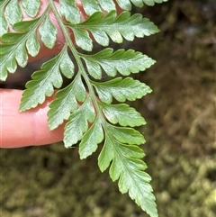 Davallia solida var. pyxidata at Twelve Mile Peg, NSW - suppressed