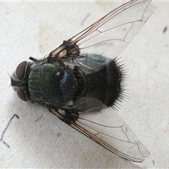 Unidentified True fly (Diptera) at Belconnen, ACT - 25 Nov 2024 by JohnGiacon