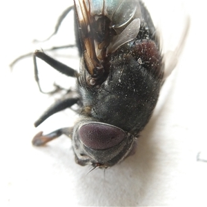 Calliphora vicina at Belconnen, ACT - 26 Nov 2024