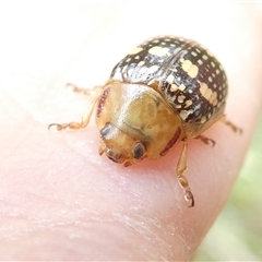 Paropsis pictipennis (Tea-tree button beetle) at Belconnen, ACT - 26 Nov 2024 by JohnGiacon