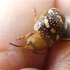 Paropsis pictipennis at Belconnen, ACT - 26 Nov 2024