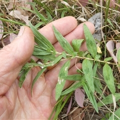 Persicaria prostrata (Creeping Knotweed) at Belconnen, ACT - 26 Nov 2024 by JohnGiacon