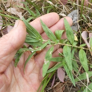 Persicaria prostrata at Belconnen, ACT - 26 Nov 2024