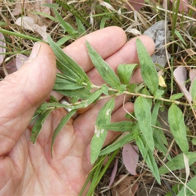 Persicaria prostrata (Creeping Knotweed) at Belconnen, ACT - 26 Nov 2024 by JohnGiacon