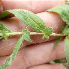 Persicaria prostrata at Belconnen, ACT - 26 Nov 2024