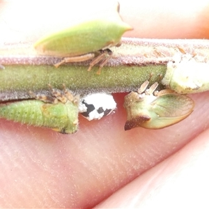 Sextius virescens at Belconnen, ACT - 26 Nov 2024 03:40 PM