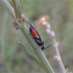 Lophyrotoma analis at Conder, ACT - 7 Jan 2024 by MichaelBedingfield