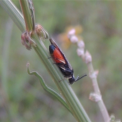 Lophyrotoma analis (Sawfly, Dock Sawfly) at Conder, ACT - 7 Jan 2024 by MichaelBedingfield