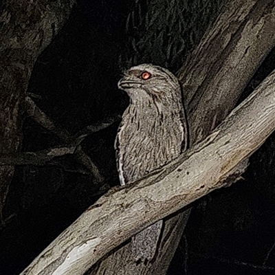 Podargus strigoides (Tawny Frogmouth) at Kambah, ACT - 25 Nov 2024 by Wolfdogg