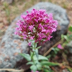 Centranthus ruber at Symonston, ACT - 28 Nov 2024 by EmilySutcliffe