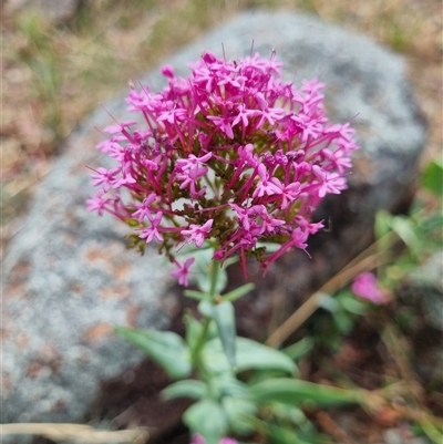 Centranthus ruber (Red Valerian, Kiss-me-quick, Jupiter's Beard) at Symonston, ACT - 28 Nov 2024 by EmilySutcliffe