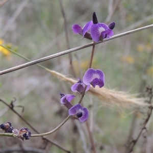 Glycine clandestina at Conder, ACT - 7 Jan 2024