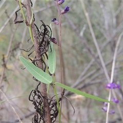 Glycine clandestina at Conder, ACT - 7 Jan 2024 07:13 PM