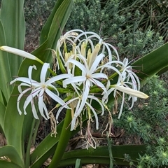 Crinum pedunculatum (Swamp Lily, River Lily, Mangrove Lily) at Pretty Beach, NSW - 28 Nov 2024 by jeremyahagan