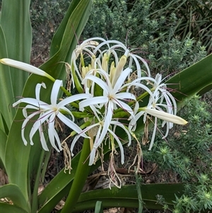 Crinum pedunculatum (Swamp Lily, River Lily, Mangrove Lily) at Pretty Beach, NSW by jeremyahagan