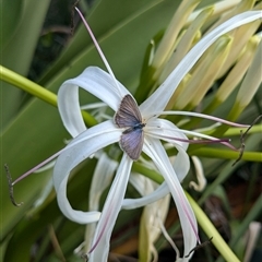 Zizina otis (Common Grass-Blue) at Pretty Beach, NSW - 28 Nov 2024 by jeremyahagan