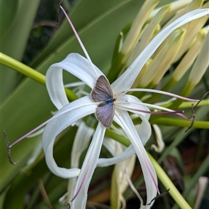 Zizina otis (Common Grass-Blue) at Pretty Beach, NSW by jeremyahagan