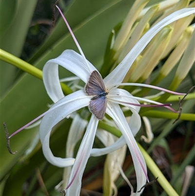 Zizina otis (Common Grass-Blue) at Pretty Beach, NSW - 28 Nov 2024 by jeremyahagan