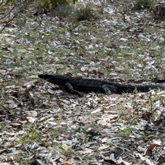 Varanus varius (Lace Monitor) at Pretty Beach, NSW - 28 Nov 2024 by jeremyahagan