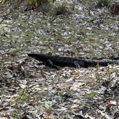 Varanus rosenbergi at Pretty Beach, NSW - 27 Nov 2024 by jeremyahagan