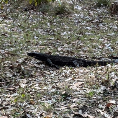 Varanus varius (Lace Monitor) at Pretty Beach, NSW - 28 Nov 2024 by jeremyahagan