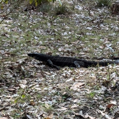 Varanus rosenbergi at Pretty Beach, NSW - 28 Nov 2024 by jeremyahagan