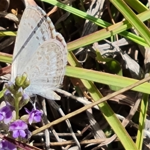 Zizina otis (Common Grass-Blue) at Mawson, ACT by Mike