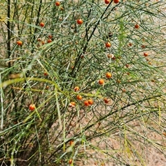 Asparagus virgatus (Tiki Fern, Asparagus Fern, Broom Fern) at Mawson, ACT - 29 Nov 2024 by Mike