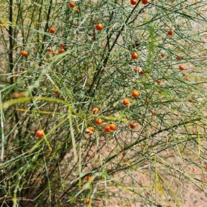 Asparagus virgatus at Mawson, ACT - 29 Nov 2024