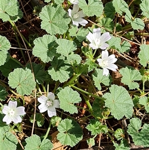 Malva neglecta at Mawson, ACT - 28 Nov 2024