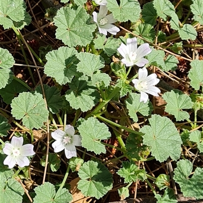 Unidentified Other Wildflower or Herb at Mawson, ACT - 28 Nov 2024 by Mike