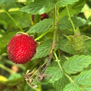 Rubus rosifolius (Rose-leaf Bramble) at Twelve Mile Peg, NSW by lbradley