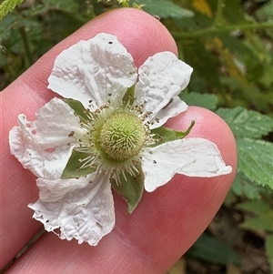 Rubus rosifolius at Twelve Mile Peg, NSW - 27 Nov 2024 11:17 AM