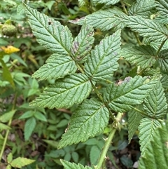 Rubus rosifolius at Twelve Mile Peg, NSW - 27 Nov 2024 11:17 AM