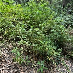 Rubus rosifolius at Twelve Mile Peg, NSW - 27 Nov 2024 11:17 AM