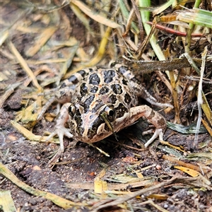 Limnodynastes tasmaniensis at Braidwood, NSW - 28 Nov 2024