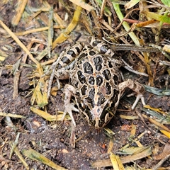 Limnodynastes tasmaniensis at Braidwood, NSW - 28 Nov 2024 11:21 AM