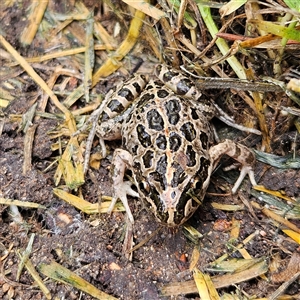 Limnodynastes tasmaniensis at Braidwood, NSW - 28 Nov 2024 11:21 AM