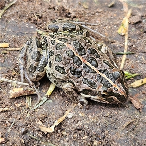 Limnodynastes tasmaniensis at Braidwood, NSW - 28 Nov 2024