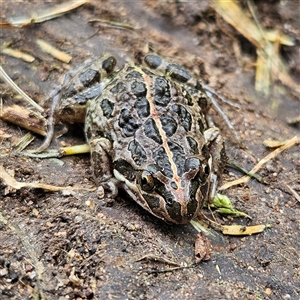 Limnodynastes tasmaniensis at Braidwood, NSW - 28 Nov 2024