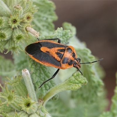 Agonoscelis rutila (Horehound bug) at Hall, ACT - 28 Nov 2024 by Anna123