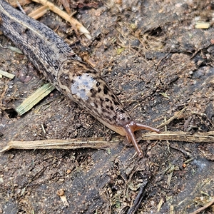 Limax maximus at Braidwood, NSW - 28 Nov 2024