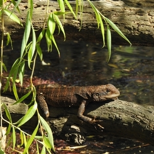 Intellagama lesueurii howittii at Woodlands, NSW by GlossyGal