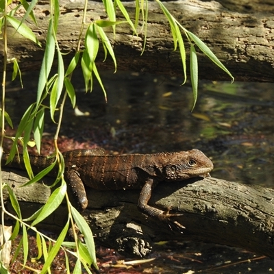 Intellagama lesueurii (Australian Water Dragon) at Woodlands, NSW - 27 Nov 2024 by GlossyGal