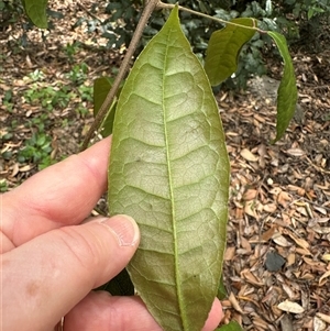 Palmeria scandens (Anchor Vine, Pomegranate Vine) at Twelve Mile Peg, NSW by lbradley