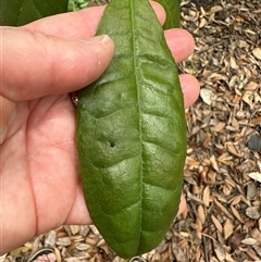 Palmeria scandens at Twelve Mile Peg, NSW - 27 Nov 2024